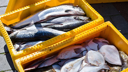 Fresh fish in open containers