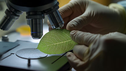 Manos enguantadas sostienen una hoja bajo un microscopio, analizando su estructura o realizando una prueba de laboratorio.